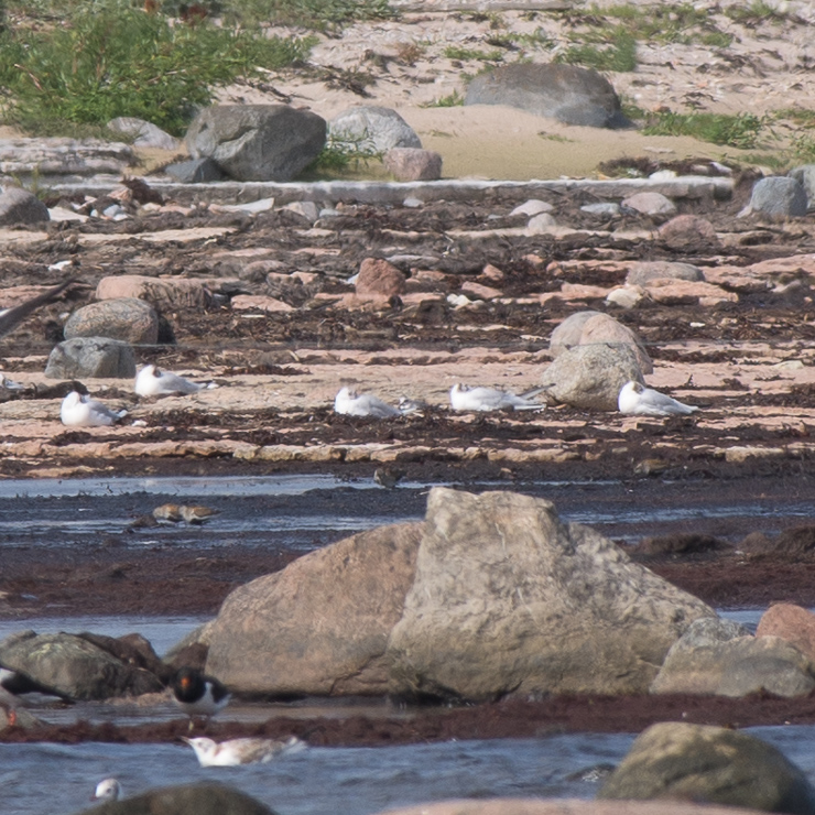 The small thing in the middle is supposed to be a Red phalarope